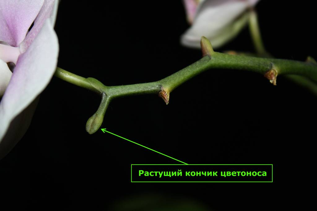 Орхидея фаленопсис: уход в домашних условиях, фото, пересадка