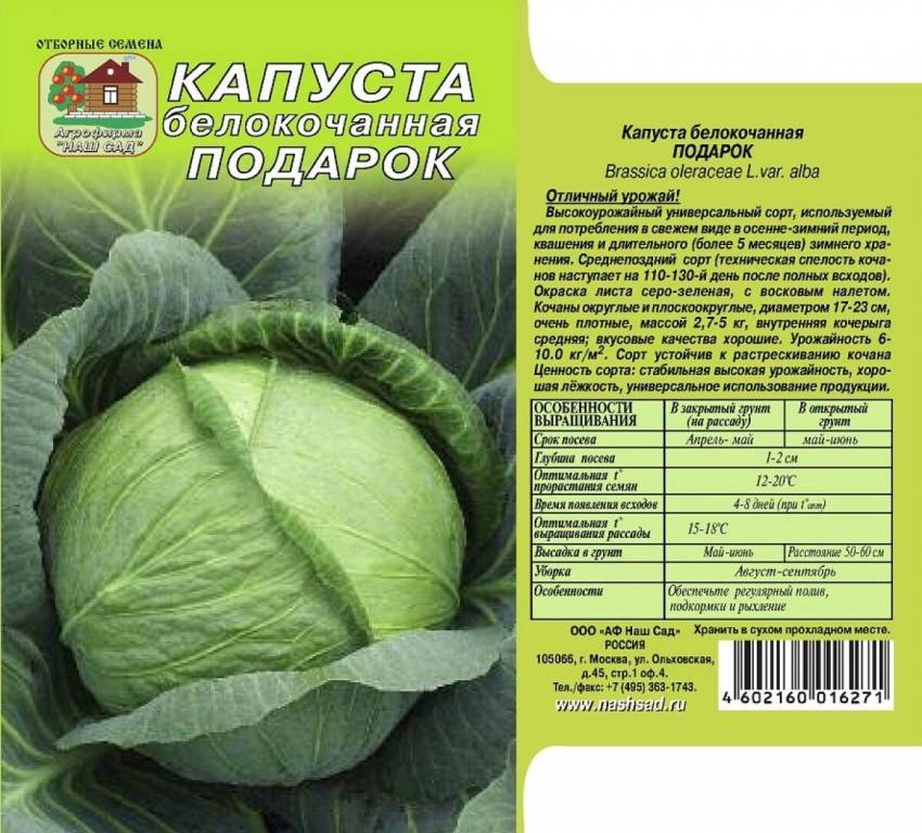 Капуста ранних сортов: разновидности, посадка и выращивание