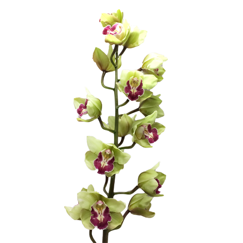Синяя орхидея: фото, описание цветка, выращивание и правила ухода