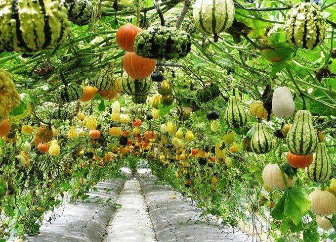 Все о выращивании декоративной тыквы из семян