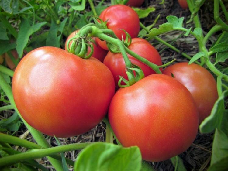 Описание индетерминантного вида томата киевлянка и советы по выращиванию