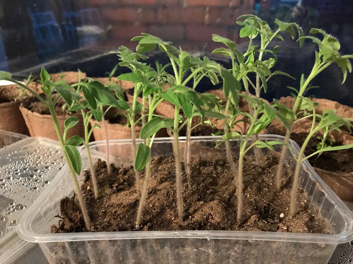 Рассада помидор от а до я: как сажать и выращивать в домашних условиях? пошаговая инструкция