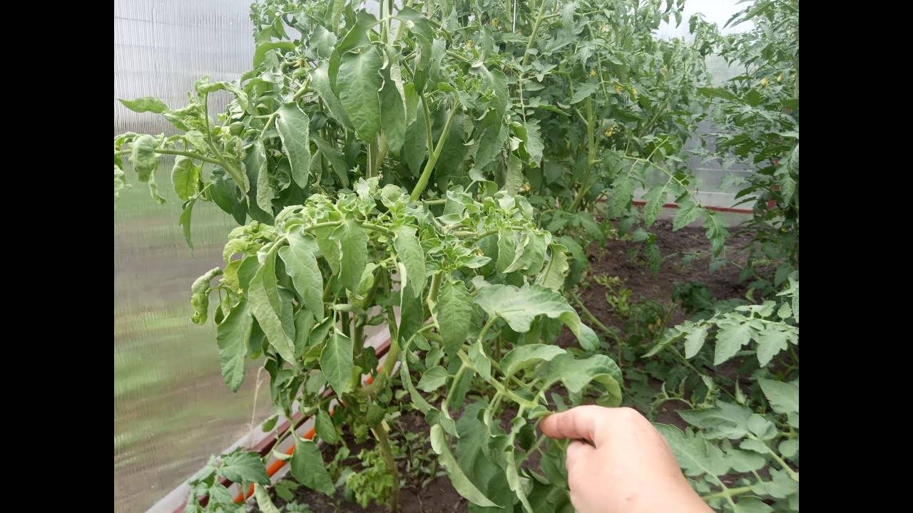 Причины «жирования» томатов в теплице и способы устранения проблемы
