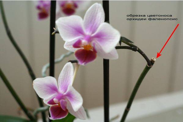 Цветонос у орхидеи selo.guru — интернет портал о сельском хозяйстве