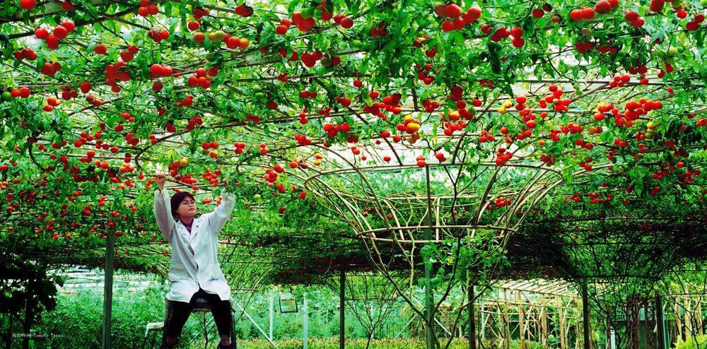 помидорное дерево: как вырастить в открытом грунте, дома
