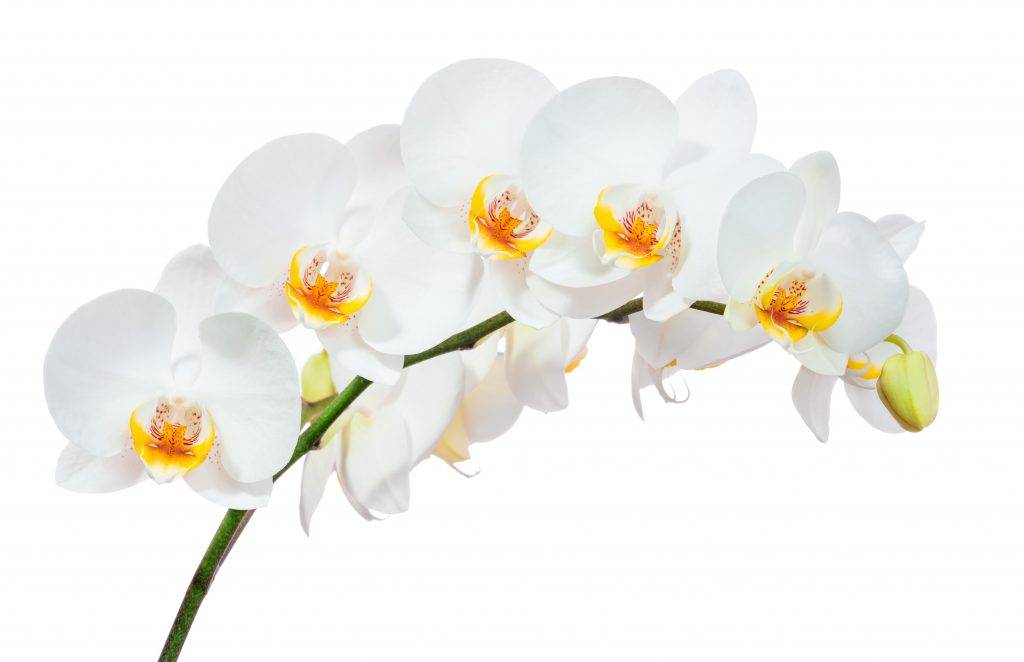 Сколько цветет орхидея и как продлить ее цветение?