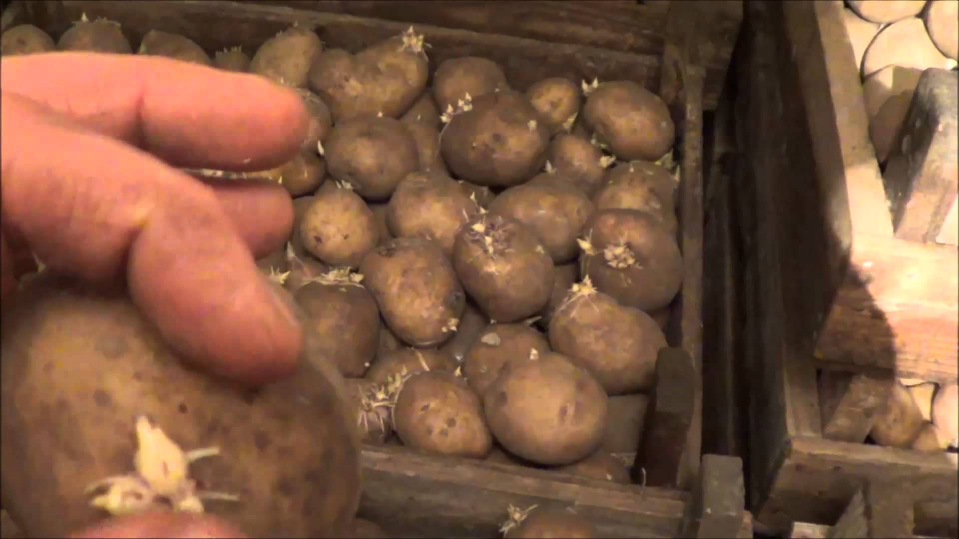 Кербовка картофеля. Черная парша картофеля. Яровизация картофеля. Семенной картофель яровизация.
