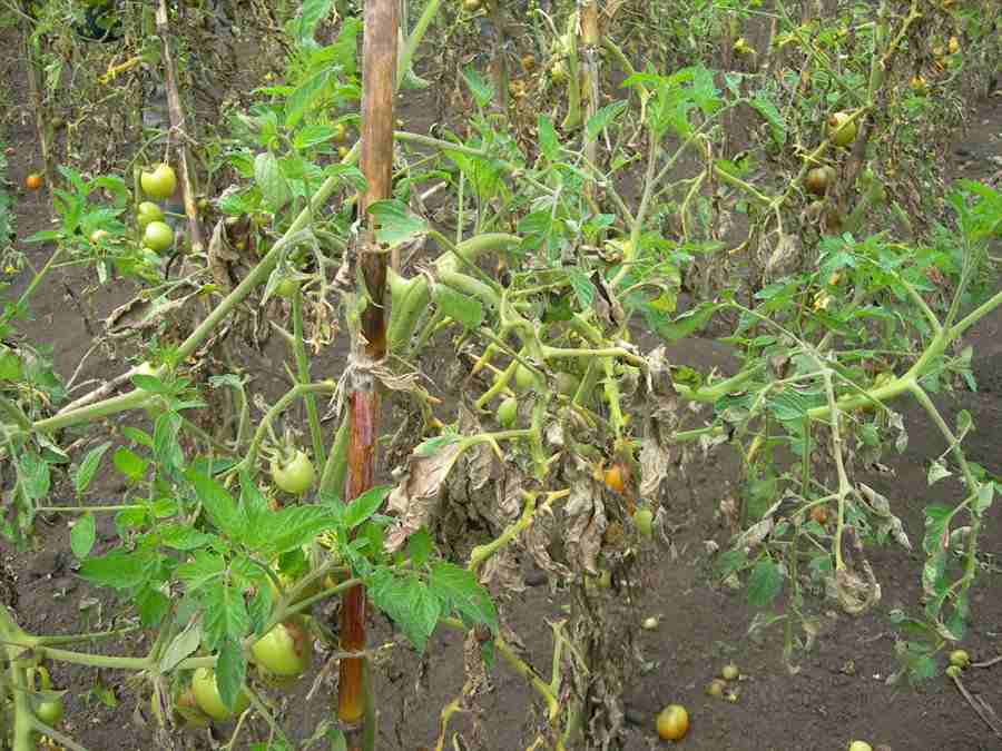 Советы специалистов по обработке рассады томатов от болезней