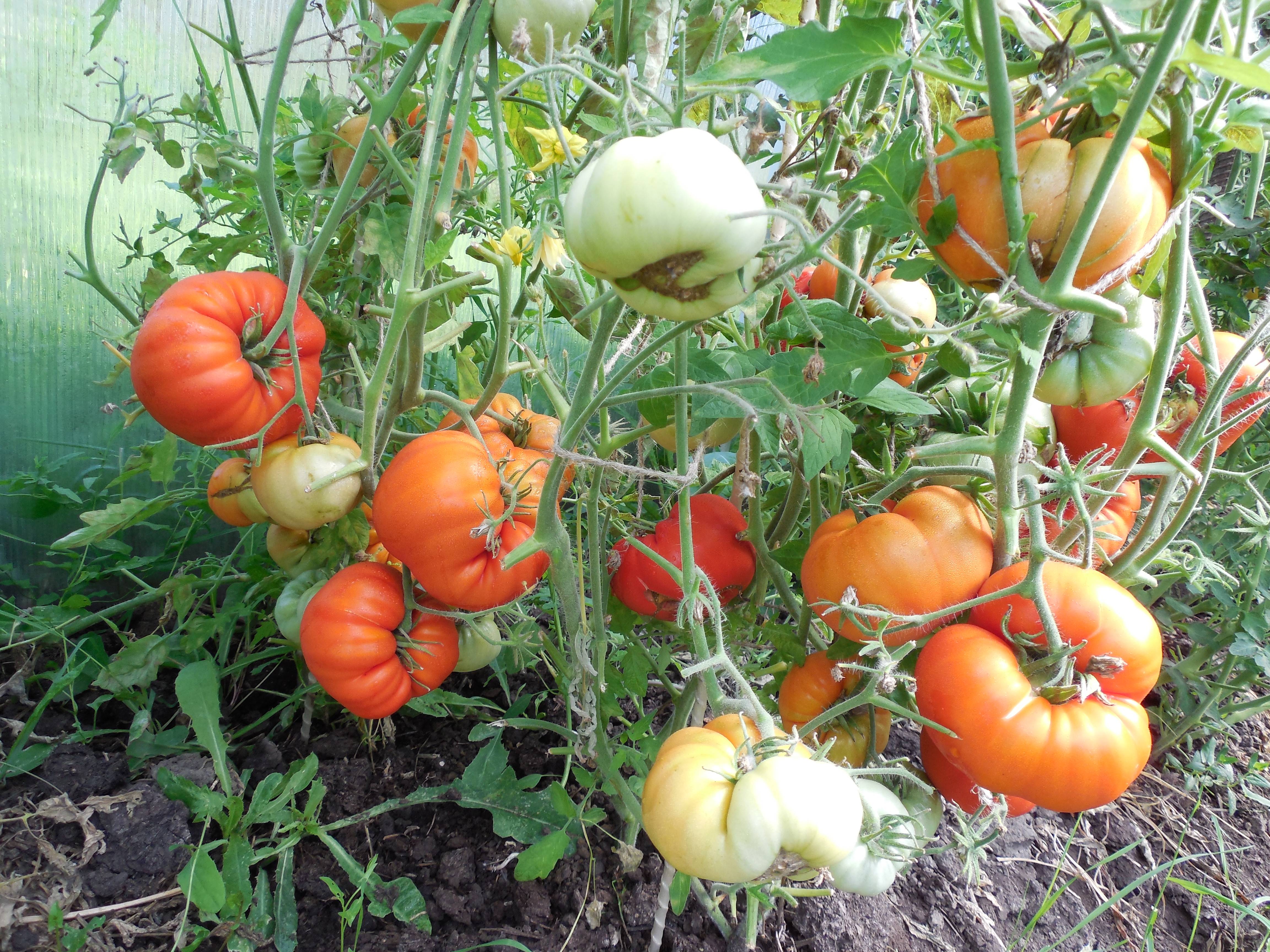 Томат "король ранних": описание сорта, фото, характеристики и урожайность помидор русский фермер