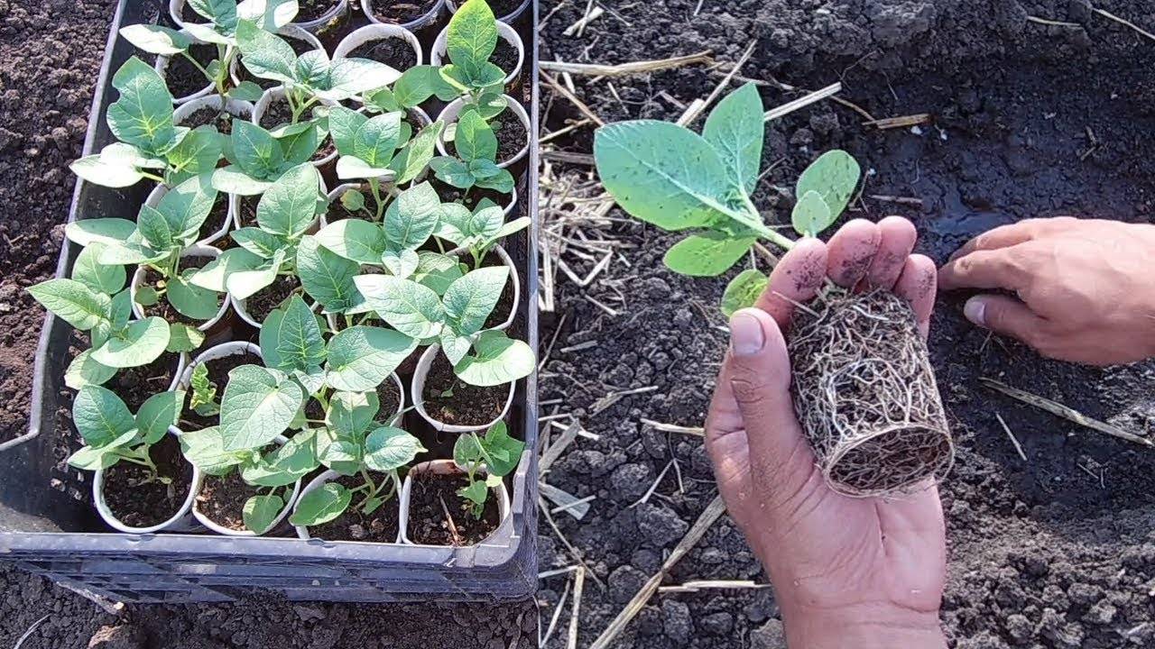 Выращивание картофеля из семян. фото — ботаничка.ru