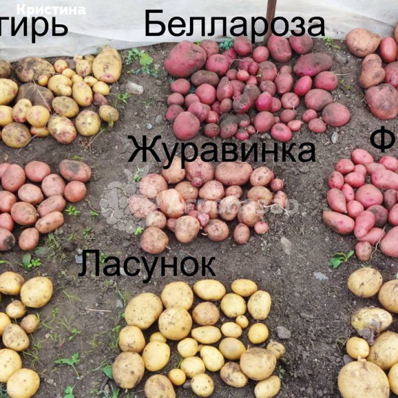 Картофель снегирь характеристика сорта отзывы вкусовые качества. характеристика сорта картофеля снегирь