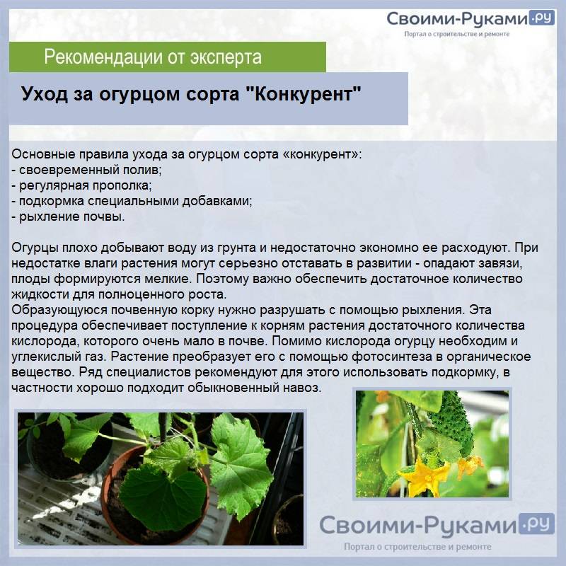 Огурец конкурент: характеристика и описание сорта, выращивание и уход