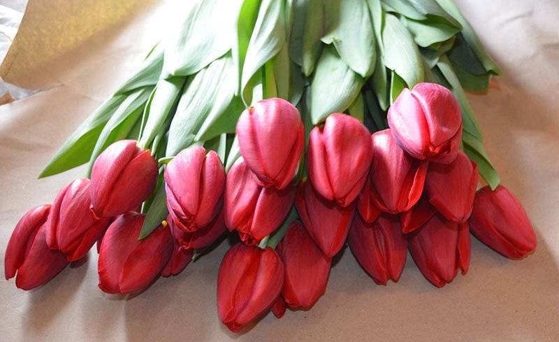 Тюльпаны «лалибела»: описание сорта и тонкости его выращивания