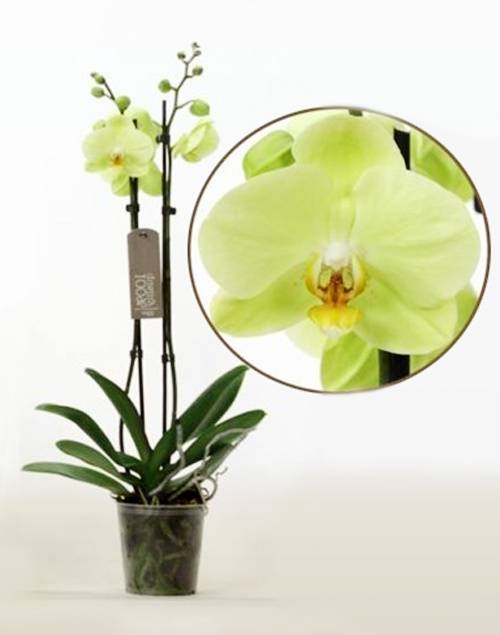 Орхидея фаленопсис: пересадка, размножение и описание цветка (115 фото)