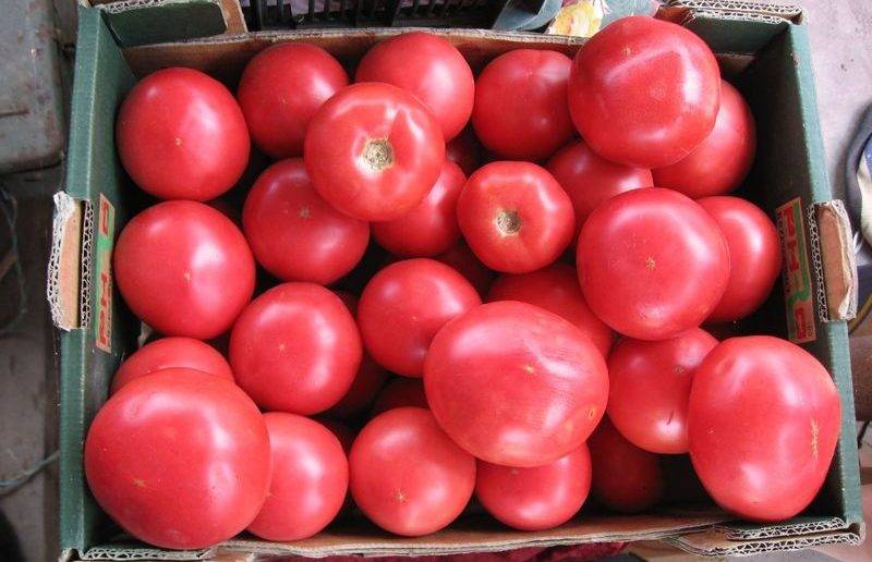 Характеристика сорта томатов подарок женщине