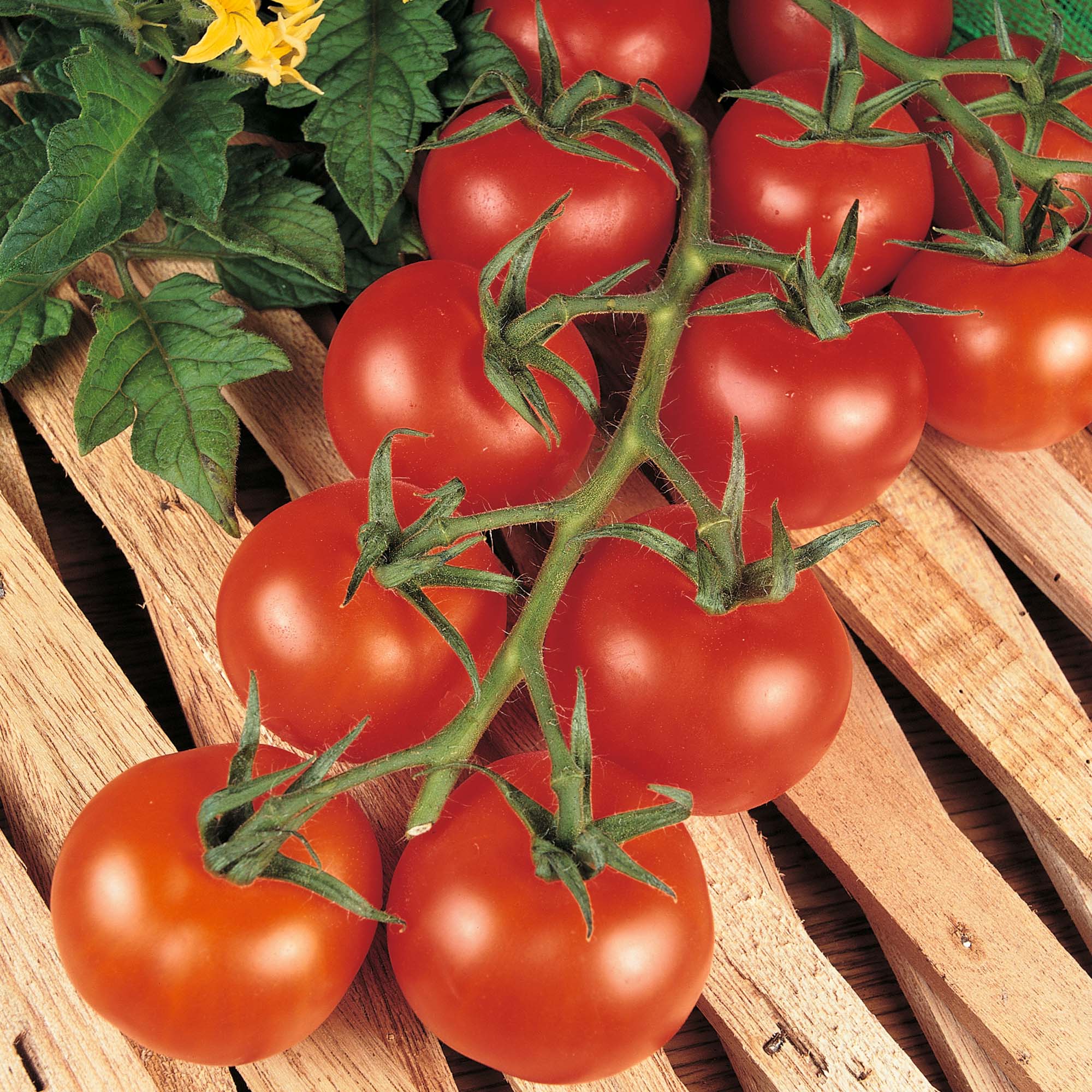 Томат "президент 2 f1": описание и характеристики сорта, рекомендации по выращиванию помидор русский фермер