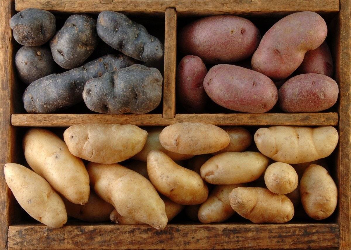Самые урожайные сорта картофеля: обзор 10 самых высокоурожайных