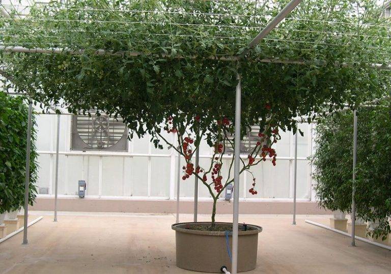 Томатное дерево тамарилло: встретишь - удивишься - и вырастишь