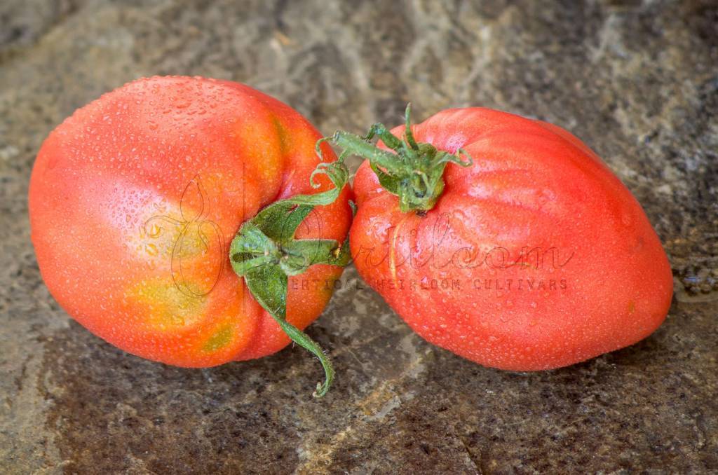 Томат розовый клад f1: описание сорта и характеристика, фото помидоров, отзывы об урожайности куста