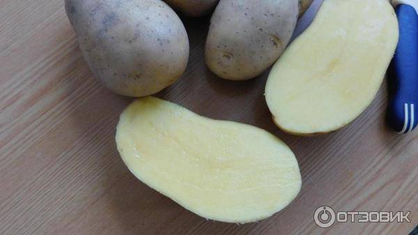 Описание сорта картофеля вега