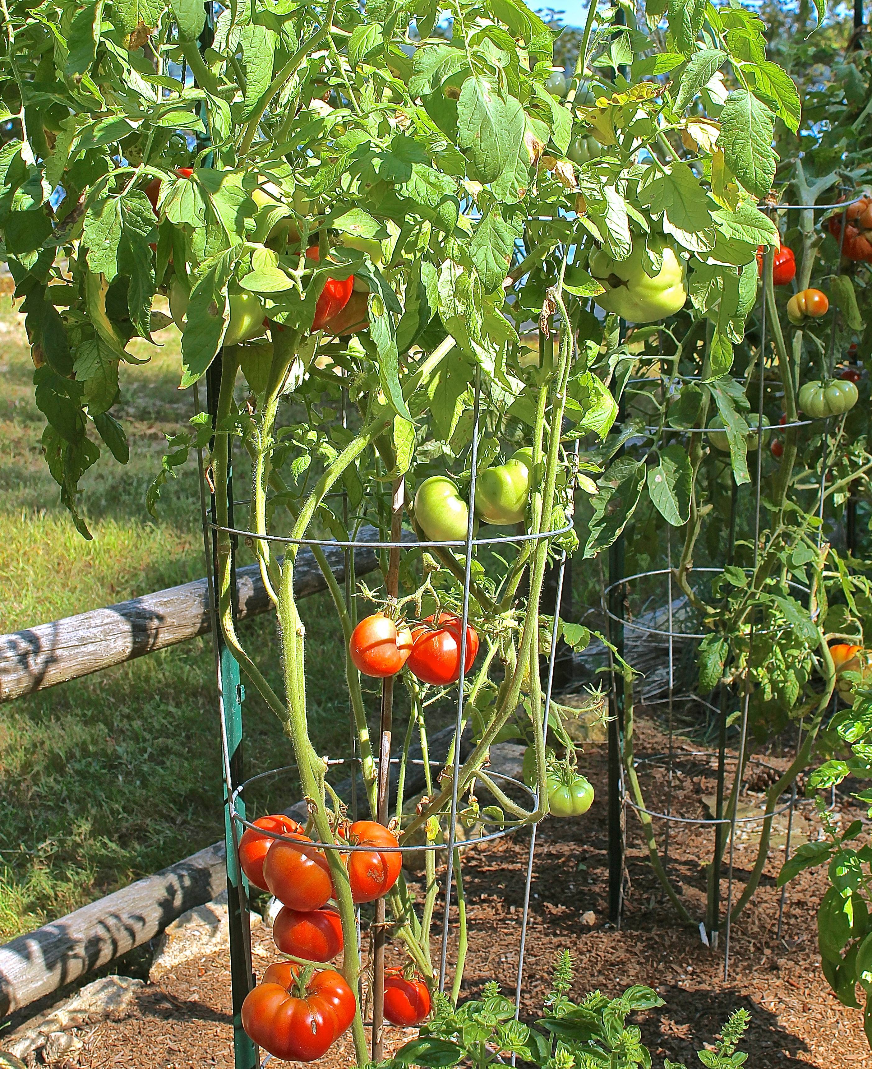 Как правильно окучивать помидоры в открытом грунте фото