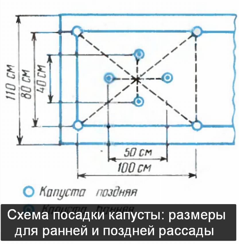 На каком расстоянии сажать капусту друг. Ранняя капуста схема посадки в открытый грунт. Схема посадки рассады капусты белокочанной в открытом грунте. Схема посадки ранней белокочанной капусты. Схема посадки капусты белокочанной в открытом.