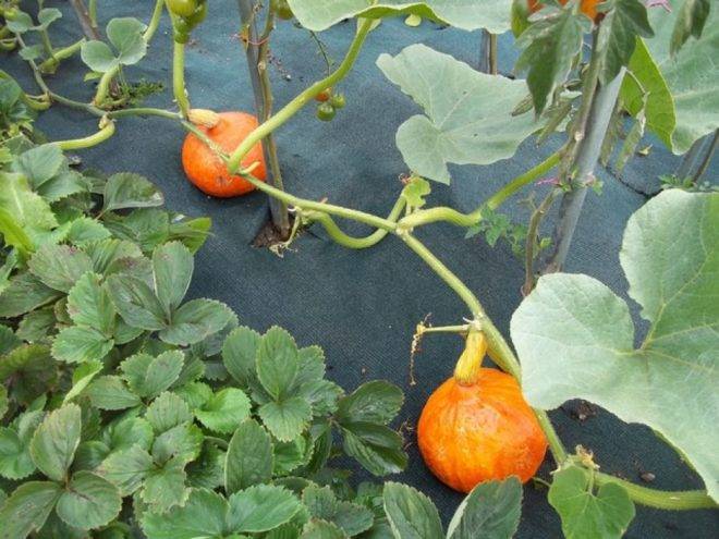 Выращивание тыквы в открытом грунте: правила и способы посадки и особенности ухода