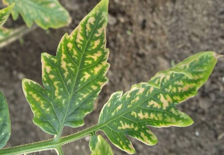 Вирус табачной мозаики - строение, лечение и какие растения поражает