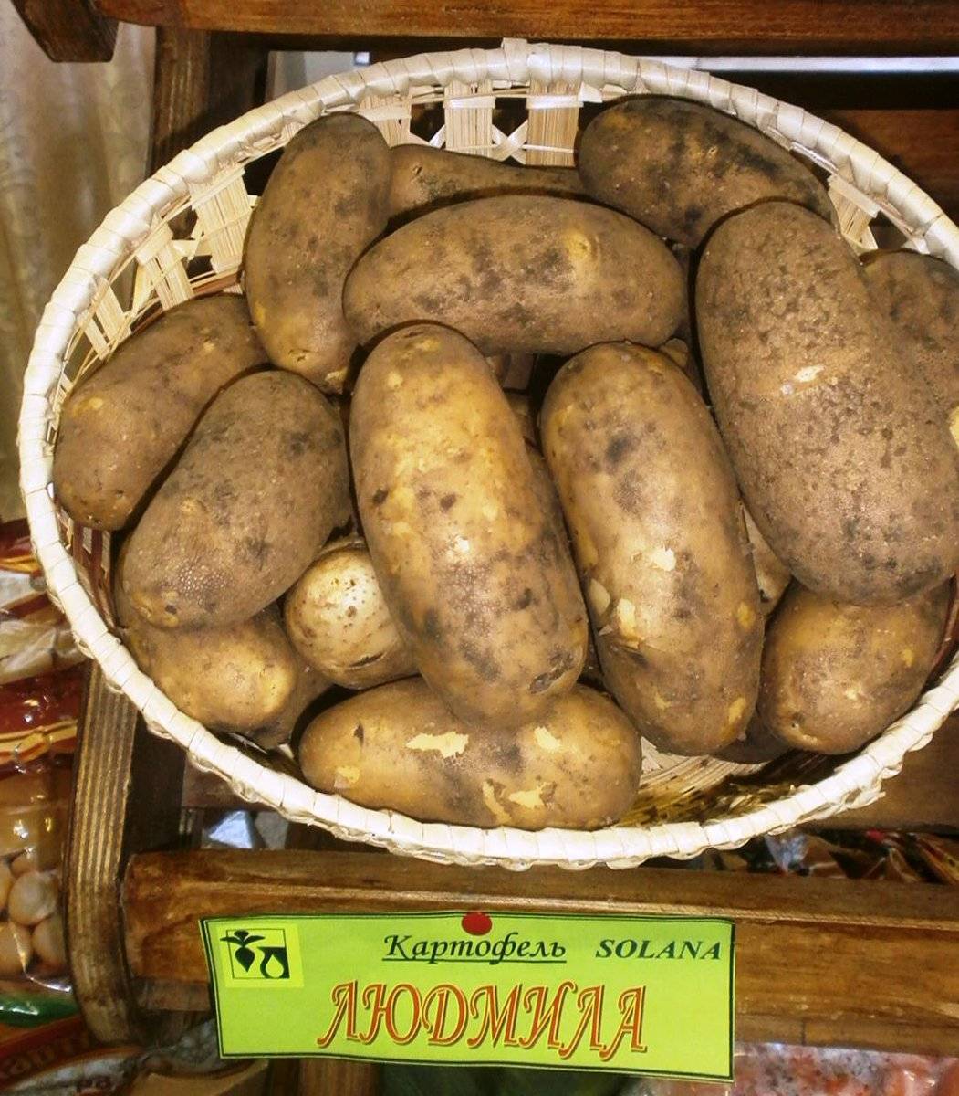 Картофель Сибирский лапоть