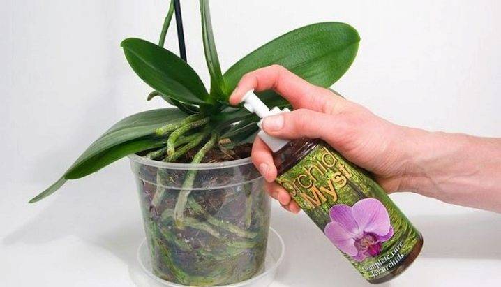 Удобрения для орхидей: разновидности, советы по выбору