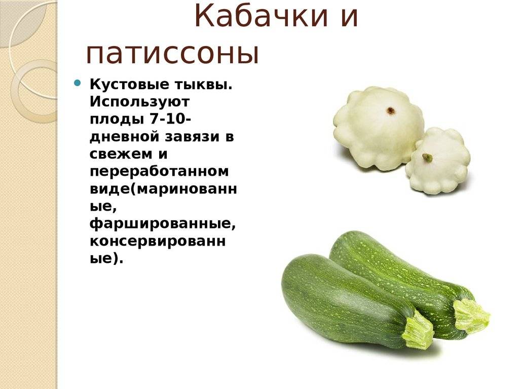 Кабачки и цукини — в чем разница и главные отличия