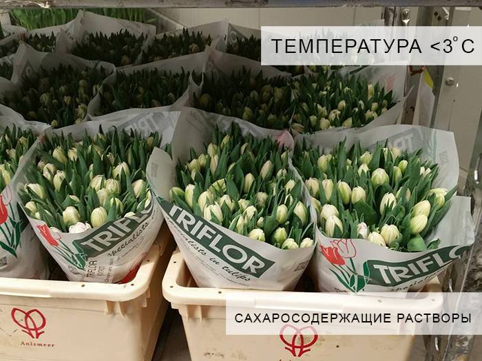 Температура хранения тюльпанов без воды