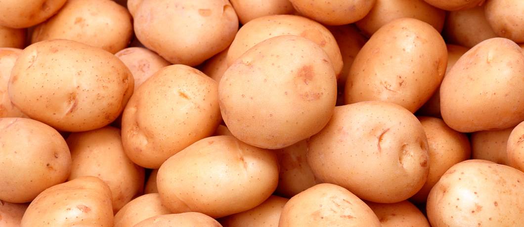 Картофель зекура: описание сорта, отзывы