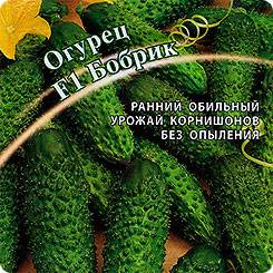 Перспективный и высокоурожайный гибрид огурцов «кибрия», легкий в уходе и приятный на вкус