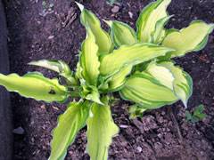 Хоста форчуна "альбопикта" (hosta fortunei albopicta) - многолетних цветов весна 2020 - каталог хосты, каталог брунеры, каталог пионов, каталог лилейников