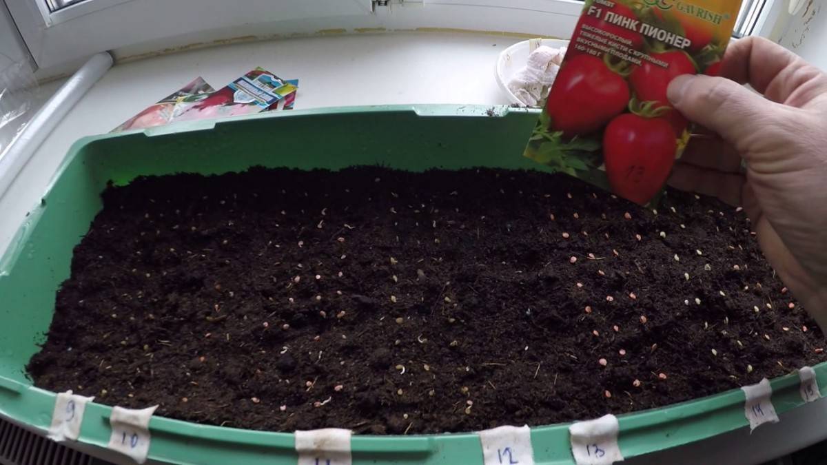 Как вырастить крепкую и хорошую рассаду томатов