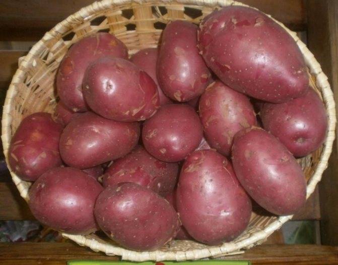 Основные характеристики сорта картофеля лазунок и особенности его выращивания