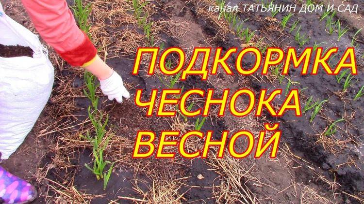 Подкормить чеснок весной• посаженный под зиму, чтобы не желтел