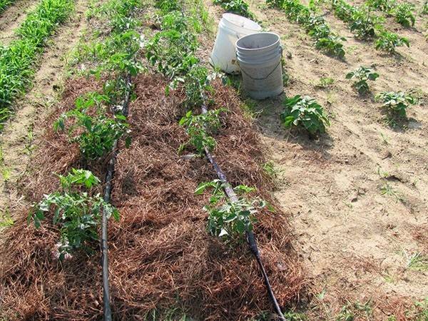 Мульчирование томатов: опилками, травой, соломой, в теплице и в открытом грунте