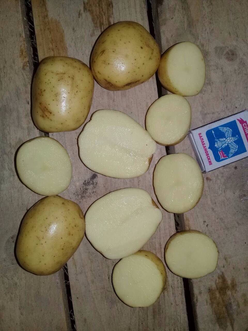 картофель сорт коломбо