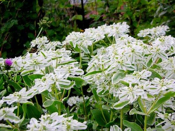Нежность белых соцветий — молочай горный снег: выращивание из семян и черенков, уход за растением