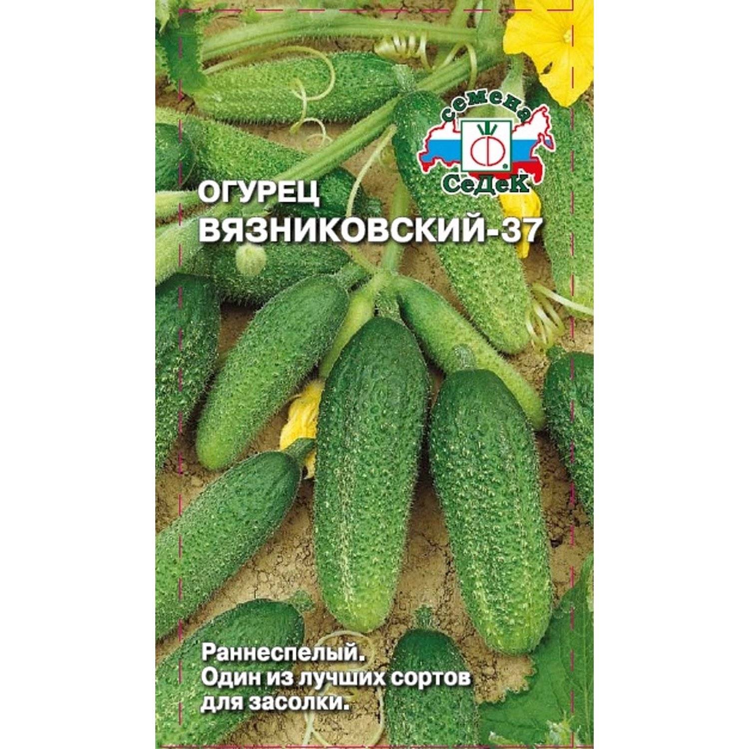 Огурец вязниковский 37 — характеристика сорта, описание особенностей ухода, фото и отзывы дачников