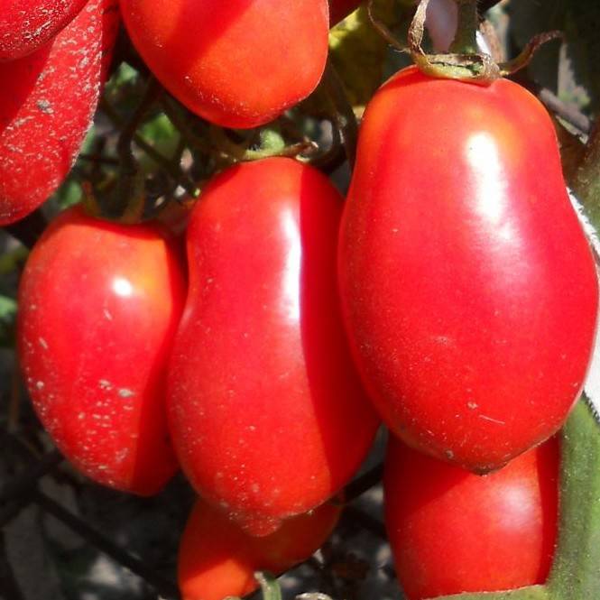 Описание сорта томата сибирский сюрприз, особенности выращивания и ухода