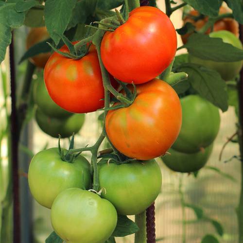 Томат "артист f1": описание сорта, фото, отзывы, урожайность – все о томатах. выращивание томатов. сорта и рассада.