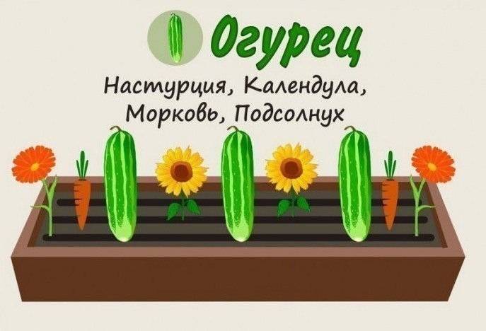 Что можно выращивать в одной теплице одновременно: таблица совместимости овощных культур при посадке? на что влияет соседство овощей? русский фермер