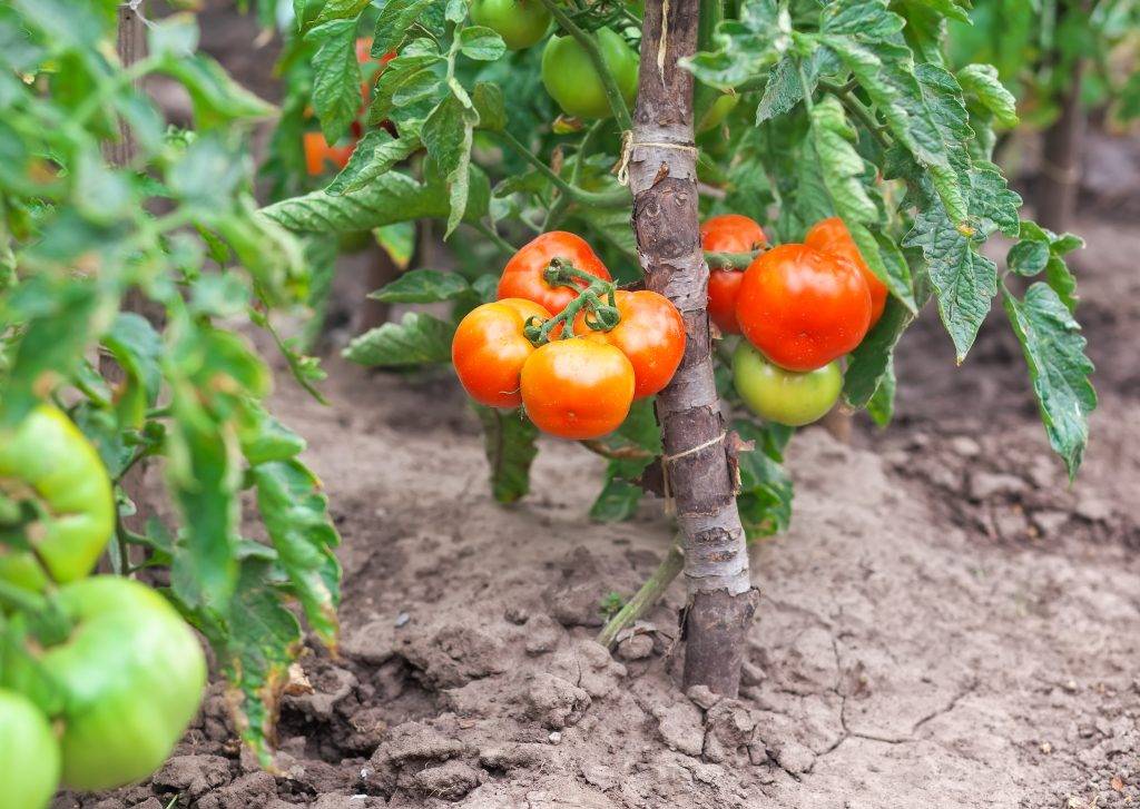 Лечение фузариозного увядания томатов: описание и фото сухой гнили на помидорах, что делать для их профилактики, чем бороться и как выбрать устойчивые сорта?