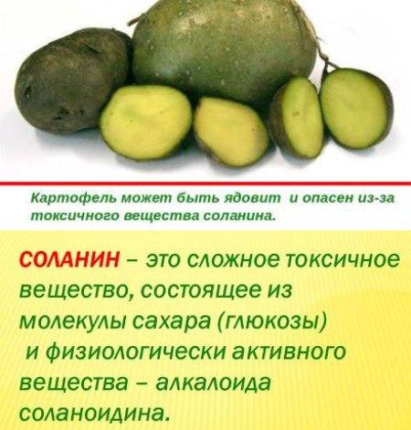 Можно ли есть зеленую картошку: что надо знать об опасности продуктов, содержащих соланин?