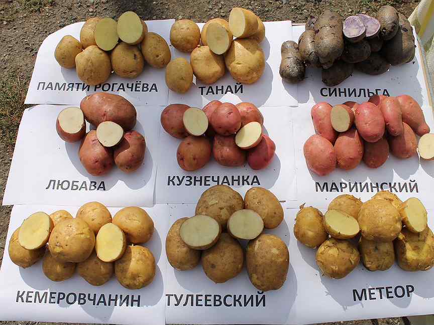 Какой картофель посадить на участке: 25 самых вкусных сортов с фото и описанием