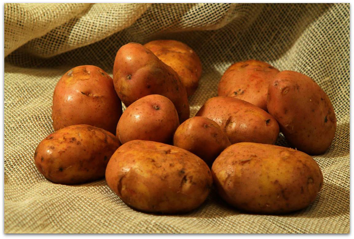 Скороспелые сорта картофеля. Сорт картофеля Журавинка. Картофель сорта Кардинал. Сорт картофеля Ласунок. Сорт симфония картофель.