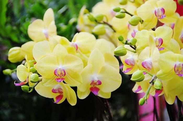 Красота и особенности желтой орхидеи фаленопсис. фото растения
